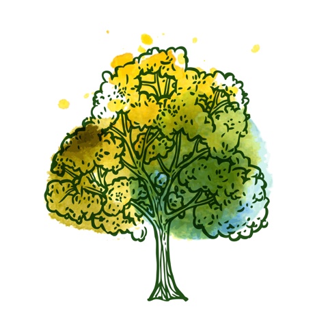 Summer Tarot Reading